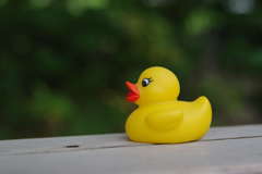 DUCK