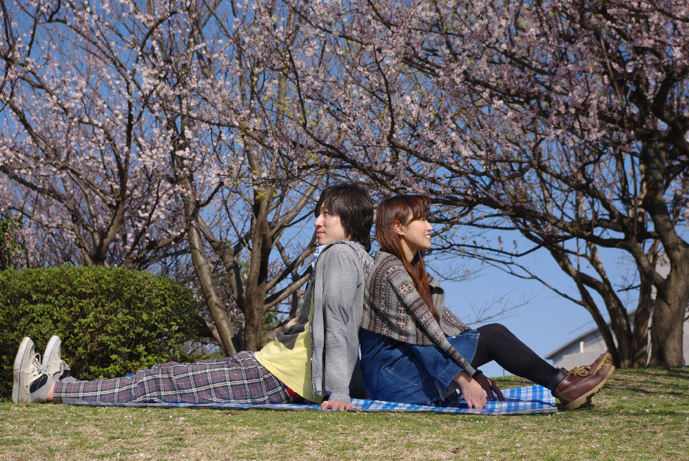 桜の時