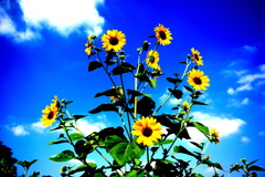 SUMMER!