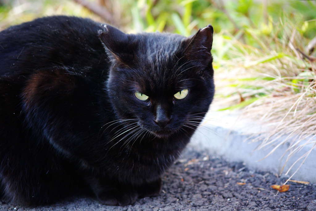 黒猫