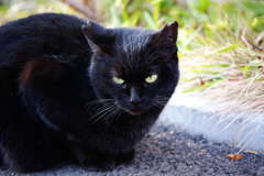 黒猫