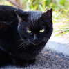 黒猫