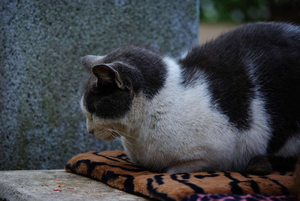 横顔