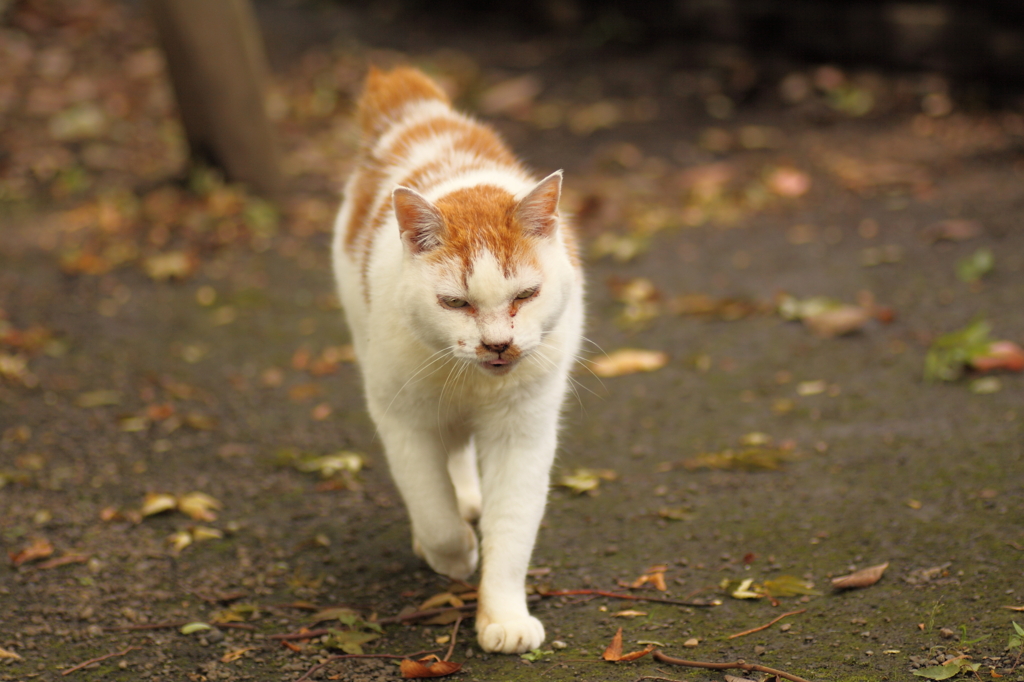 野良猫