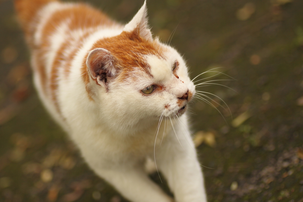 野良猫