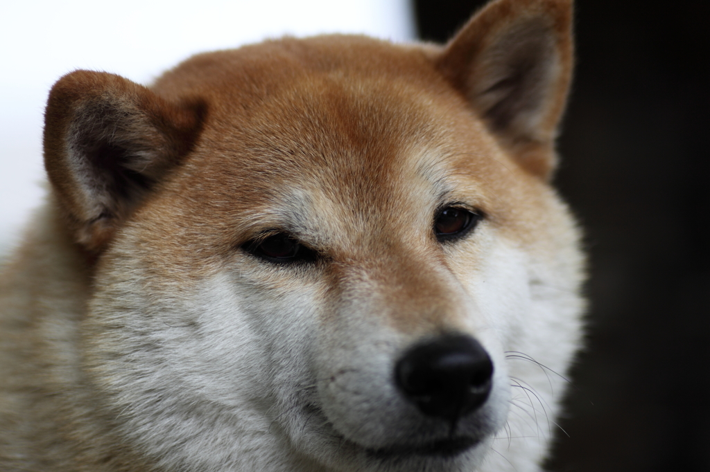 柴犬