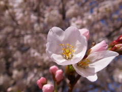 SAKURA2012