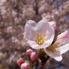SAKURA2012