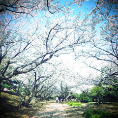 SAKURA2012