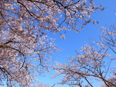 SAKURA2012