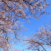 SAKURA2012