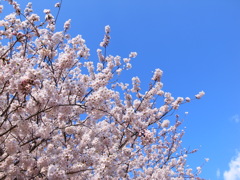 SAKURA2012