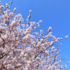 SAKURA2012