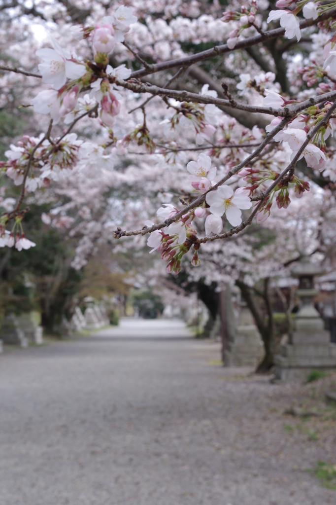 大宝神社のさくら1
