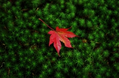 苔と紅葉