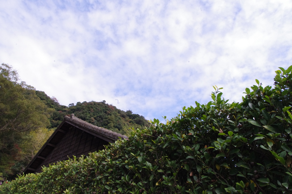 生垣と空