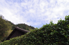 生垣と空