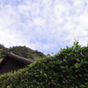 生垣と空