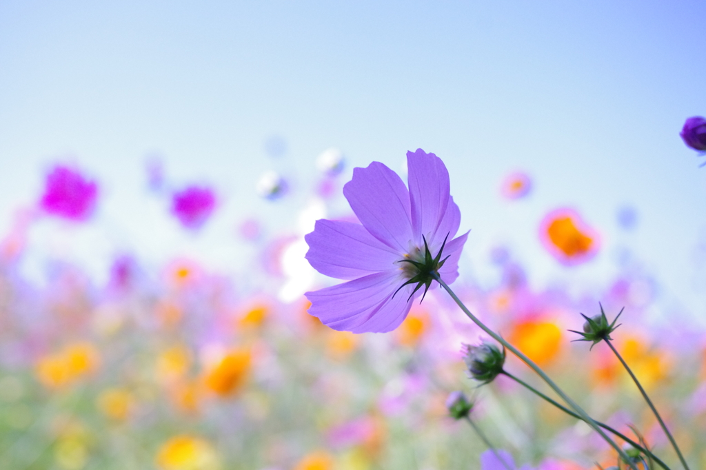 cosmos