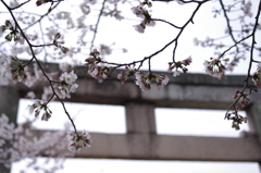 大宝神社のさくら2