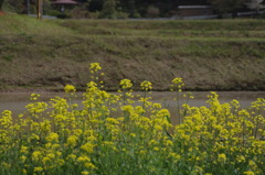 taue