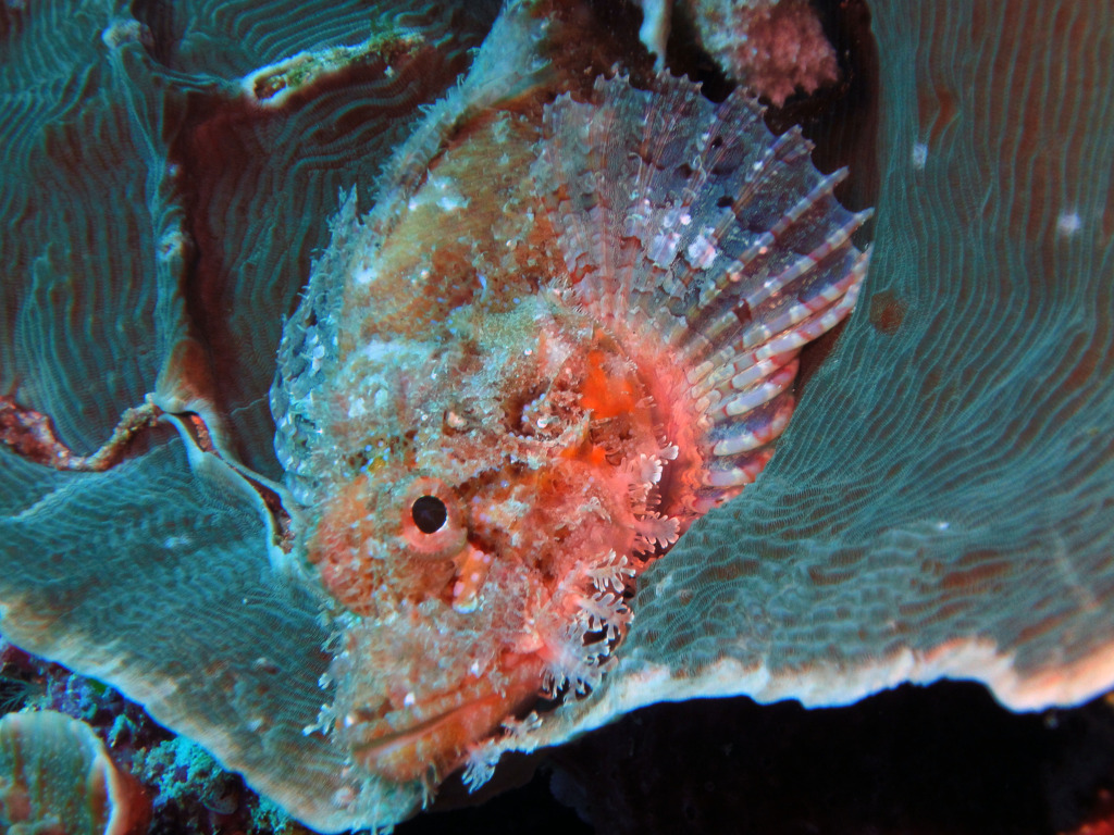 Scorpaena onaria  