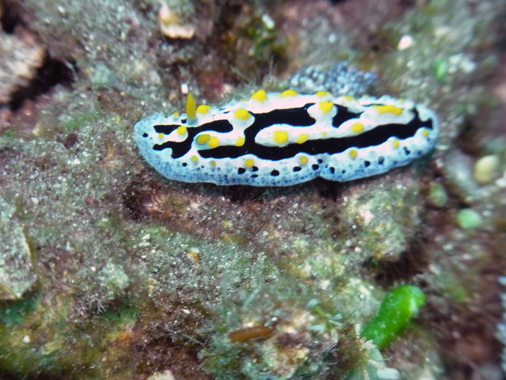 Phyllidia exquisita