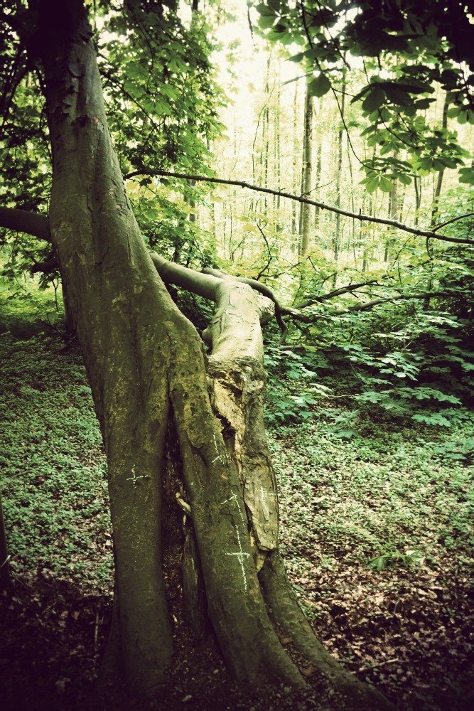 Neanderthal