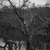 石神井公園