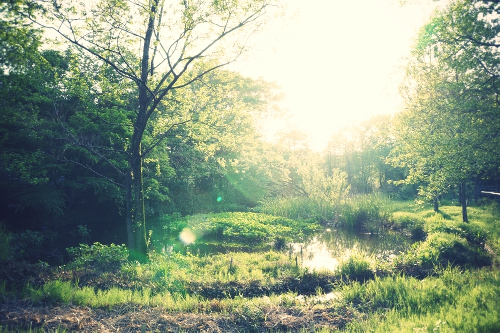 a sunshiny day