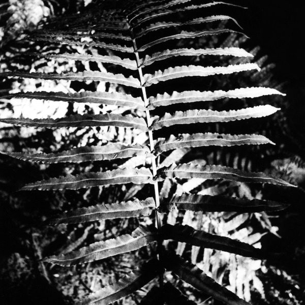 fishbone
