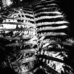 fishbone