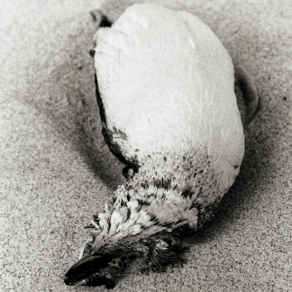 penguin