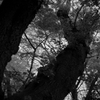 石神井公園