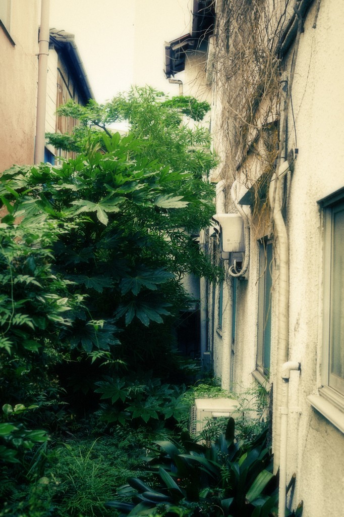 吉祥寺
