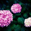 咲く