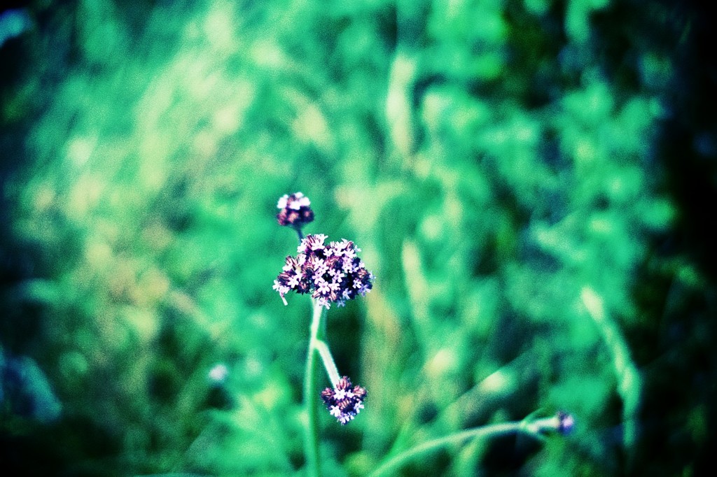 道ばたの花
