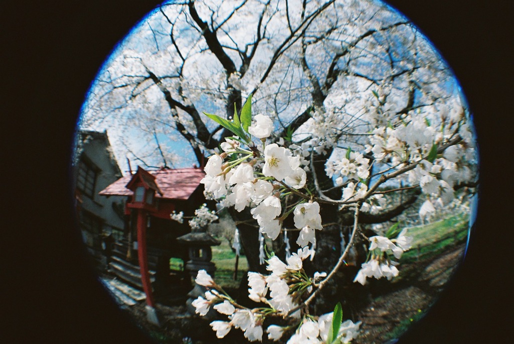 山妻有の桜