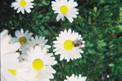 花とハチ