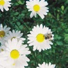 花とハチ