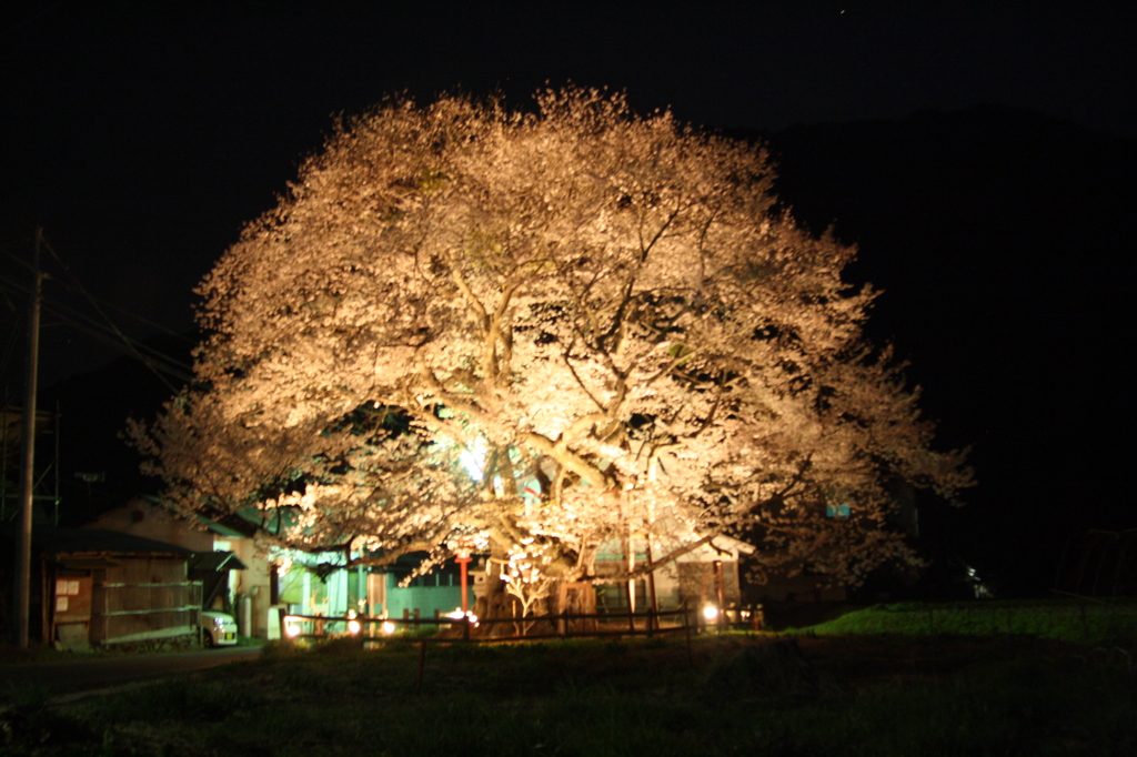 山妻有の桜