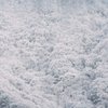 雪化粧