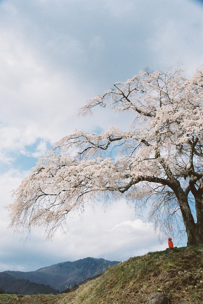 sakura 