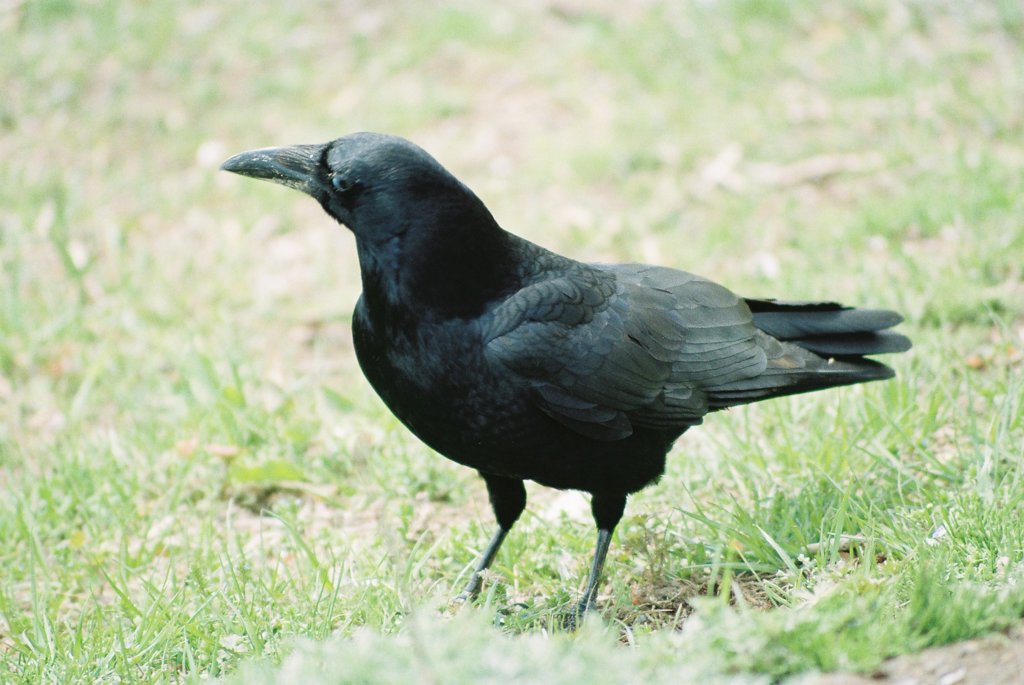 カラス
