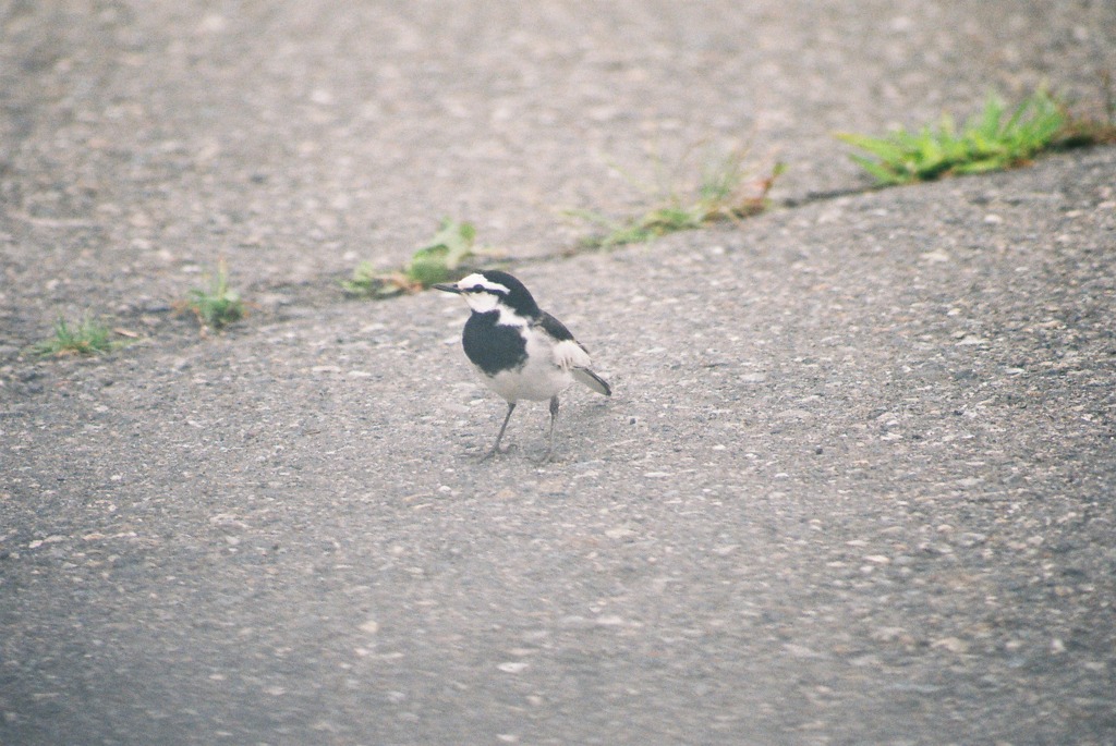 photo1288366