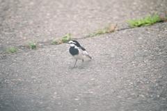 photo1288366