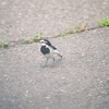photo1288366