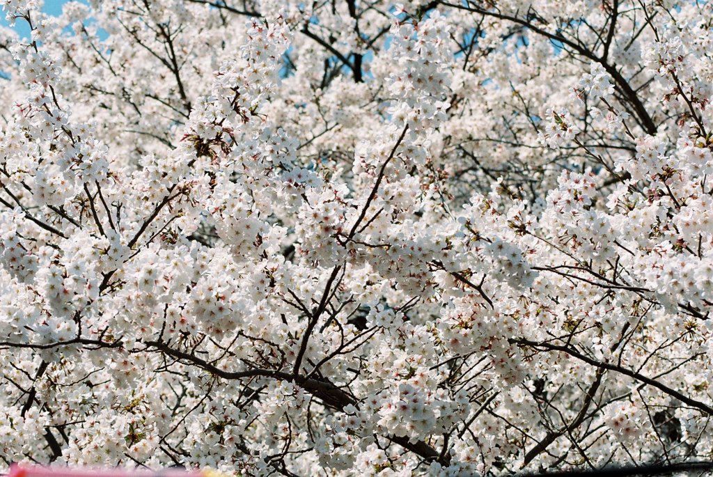 桜、満開！
