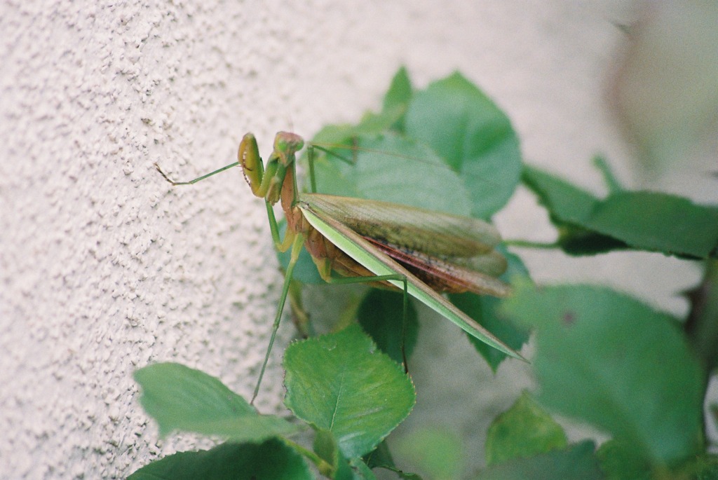 カマキリ