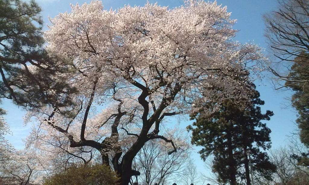 御殿桜